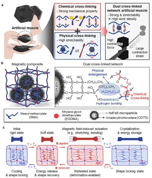 科學(xué)家研發(fā)新型人造肌肉:可軟可硬可伸展,能舉起4000倍自重